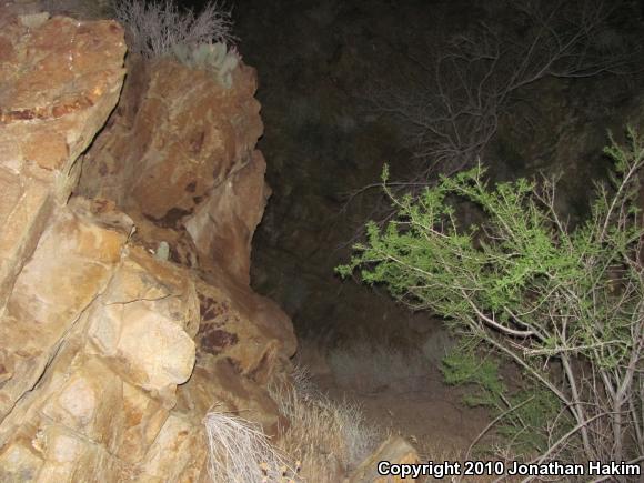 Granite Night Lizard (Xantusia henshawi)