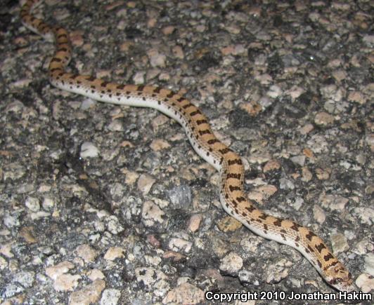 Spotted Leaf-nosed Snake (Phyllorhynchus decurtatus)