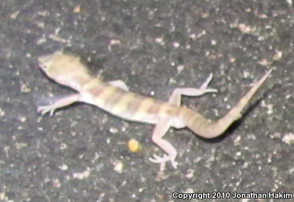 Desert Banded Gecko (Coleonyx variegatus variegatus)