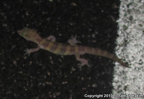 Desert Banded Gecko (Coleonyx variegatus variegatus)