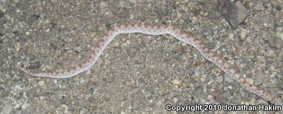 Spotted Leaf-nosed Snake (Phyllorhynchus decurtatus)