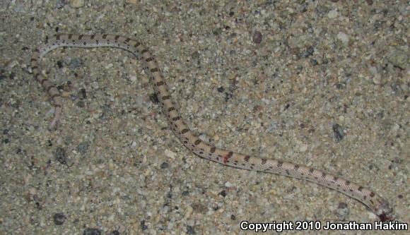 Spotted Leaf-nosed Snake (Phyllorhynchus decurtatus)