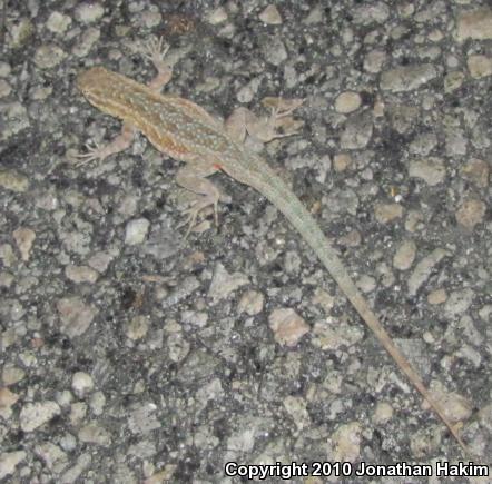 Western Side-blotched Lizard (Uta stansburiana elegans)