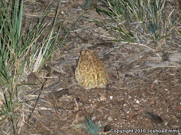 Great Plains Toad (Anaxyrus cognatus)