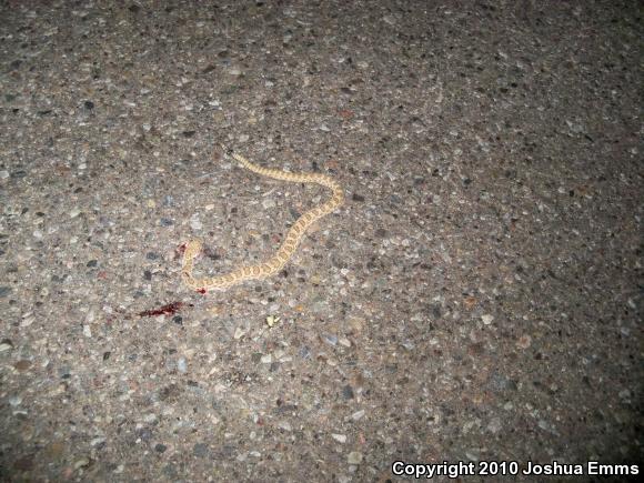 Prairie Rattlesnake (Crotalus viridis)