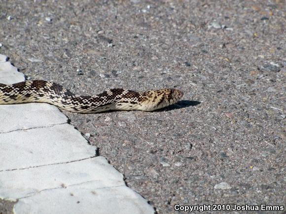 Sonoran Gopher Snake (Pituophis catenifer affinis)