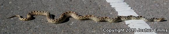 Sonoran Gopher Snake (Pituophis catenifer affinis)