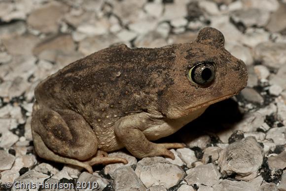 Hurter's Spadefoot (Scaphiopus hurterii)