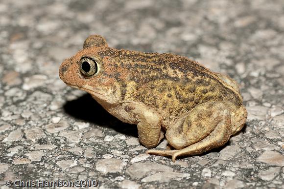 Hurter's Spadefoot (Scaphiopus hurterii)