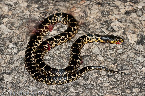 Desert Kingsnake (Lampropeltis getula splendida)