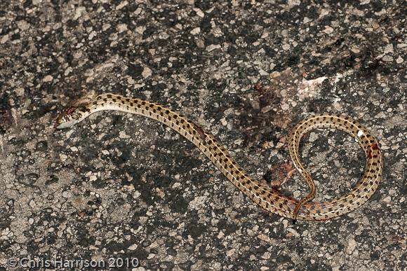 Checkered Gartersnake (Thamnophis marcianus marcianus)