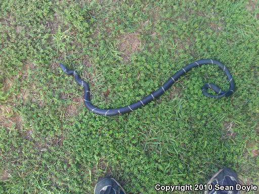 Eastern Kingsnake (Lampropeltis getula getula)