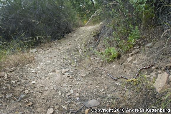 San Diego Mountain Kingsnake (Lampropeltis zonata pulchra)