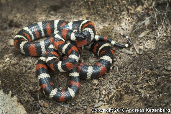 San Diego Mountain Kingsnake (Lampropeltis zonata pulchra)