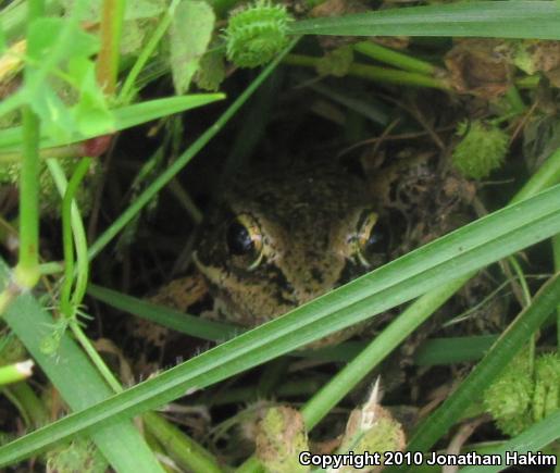 California Red-legged Frog (Rana draytonii)