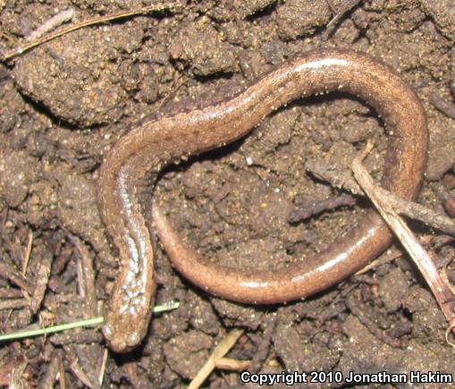 California Slender Salamander (Batrachoseps attenuatus)