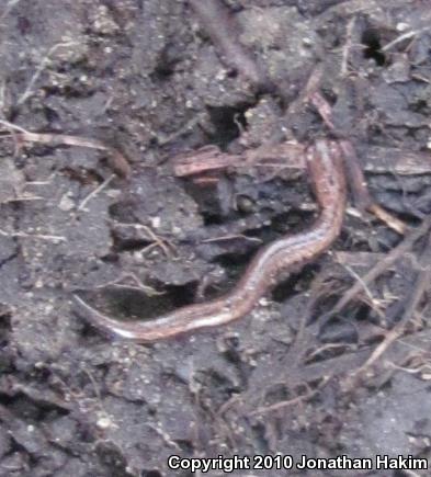 California Slender Salamander (Batrachoseps attenuatus)