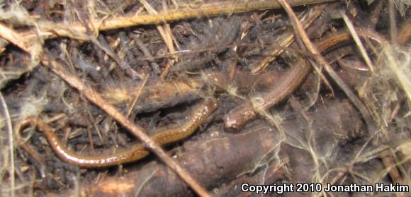 California Slender Salamander (Batrachoseps attenuatus)