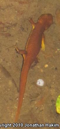 Rough-skinned Newt (Taricha granulosa)