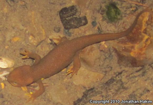 Rough-skinned Newt (Taricha granulosa)