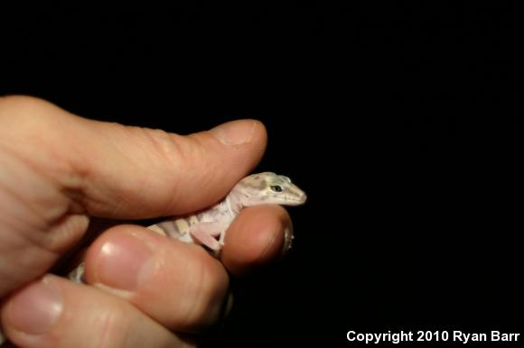 Desert Banded Gecko (Coleonyx variegatus variegatus)