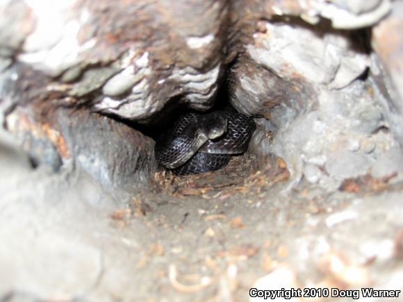 Eastern Ratsnake (Pantherophis alleghaniensis)