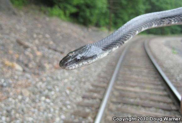 Eastern Ratsnake (Pantherophis alleghaniensis)