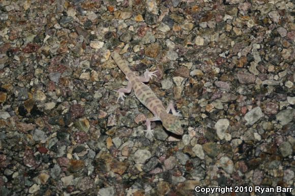 Desert Banded Gecko (Coleonyx variegatus variegatus)