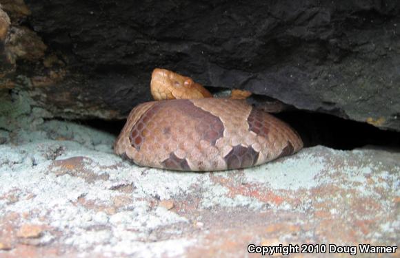 Northern  Copperhead (Agkistrodon contortrix mokasen)