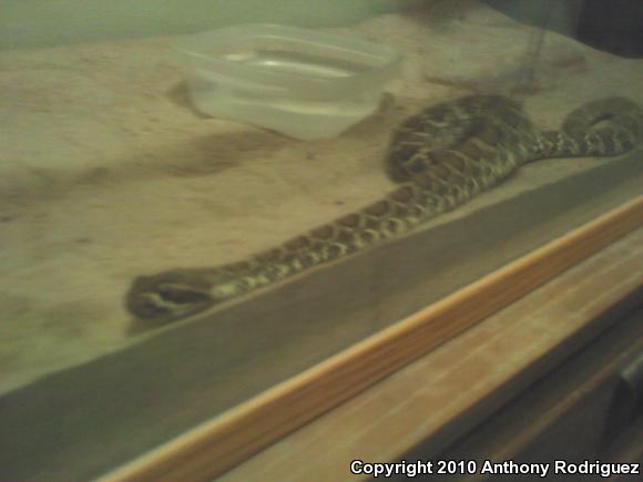 Mohave Rattlesnake (Crotalus scutulatus scutulatus)