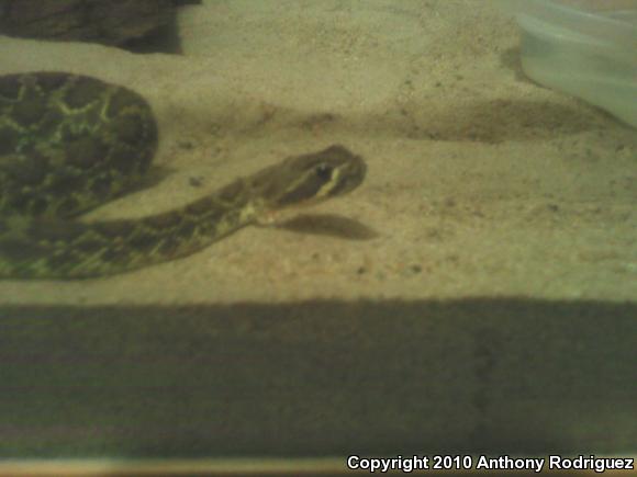 Mohave Rattlesnake (Crotalus scutulatus scutulatus)