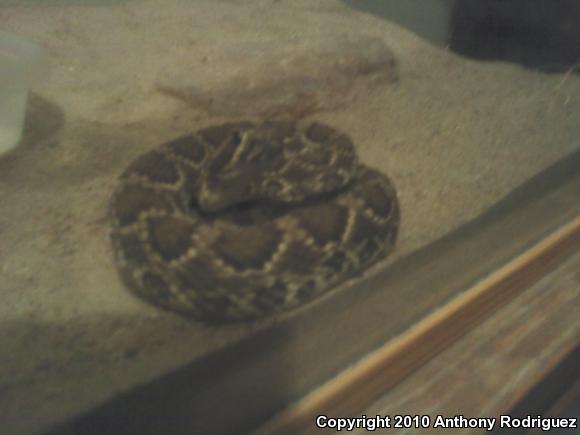 Mohave Rattlesnake (Crotalus scutulatus scutulatus)