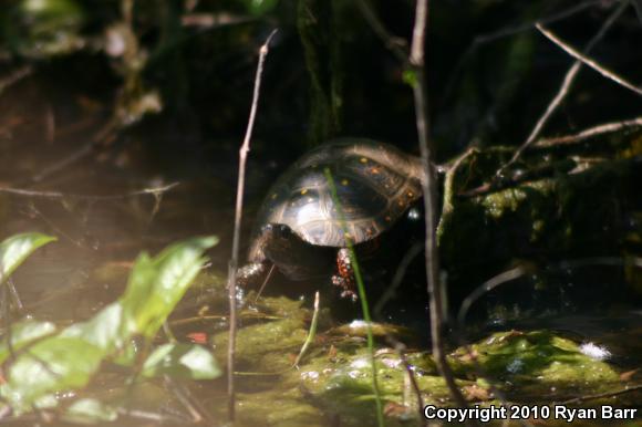 Spotted Turtle (Clemmys guttata)