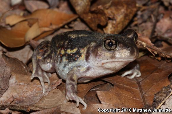 Eastern Spadefoot (Scaphiopus holbrookii)