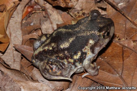 Eastern Spadefoot (Scaphiopus holbrookii)