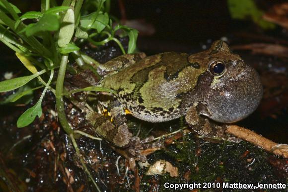 Cope's Gray Treefrog (Hyla chrysoscelis)