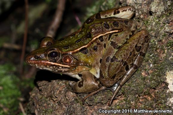 Southern Leopard Frog (Lithobates sphenocephalus utricularius)