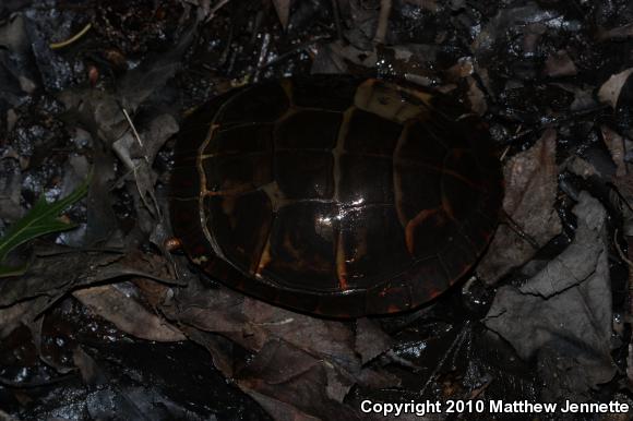 Eastern Painted Turtle (Chrysemys picta picta)