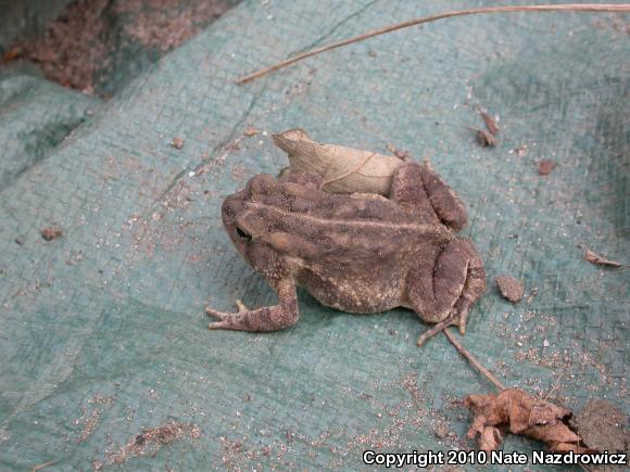 Fowler's Toad (Anaxyrus fowleri)