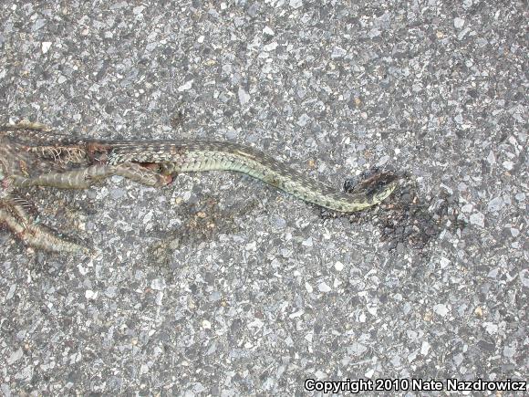 Eastern Gartersnake (Thamnophis sirtalis sirtalis)