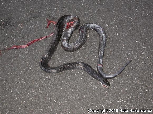 North American Ratsnakes (Pantherophis)