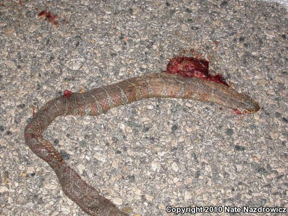 Northern Watersnake (Nerodia sipedon sipedon)