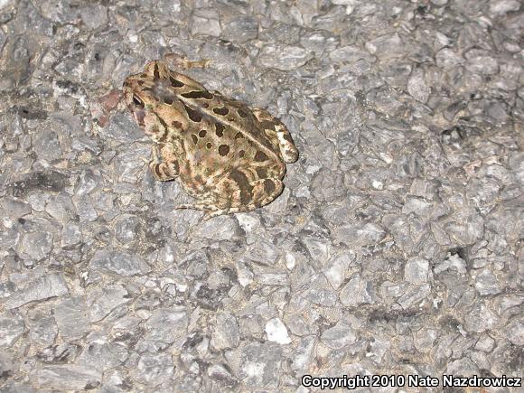 Fowler's Toad (Anaxyrus fowleri)