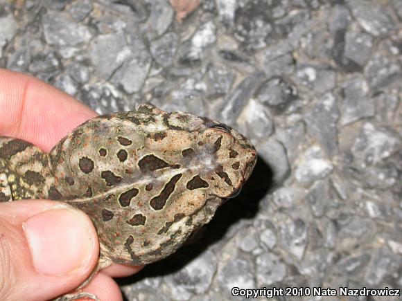 Fowler's Toad (Anaxyrus fowleri)