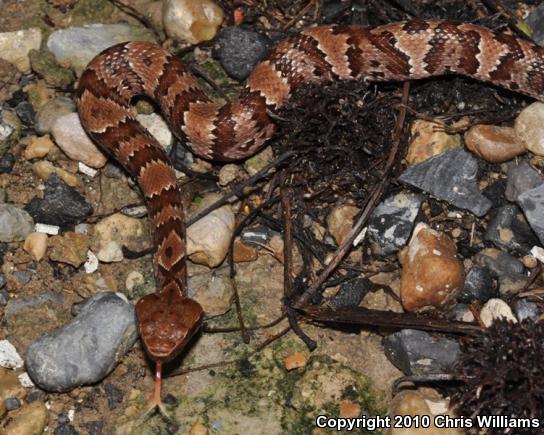 Western Cottonmouth (Agkistrodon piscivorus leucostoma)