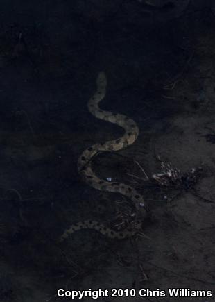 Diamond-backed Watersnake (Nerodia rhombifer rhombifer)