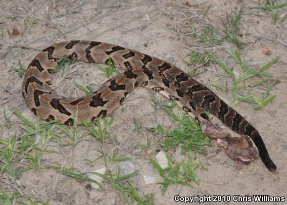 Timber Rattlesnake (Crotalus horridus)