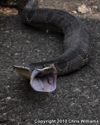 Eastern Hog-nosed Snake (Heterodon platirhinos)