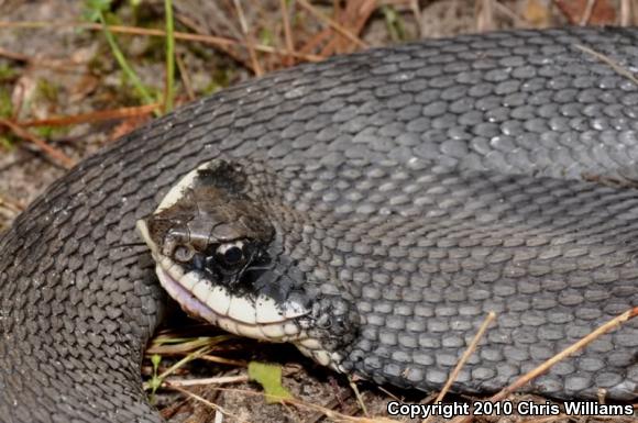 Eastern Hog-nosed Snake (Heterodon platirhinos)