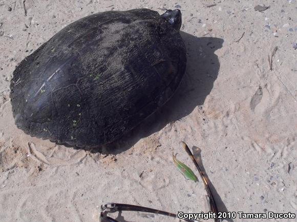 Pond Slider (Trachemys scripta)